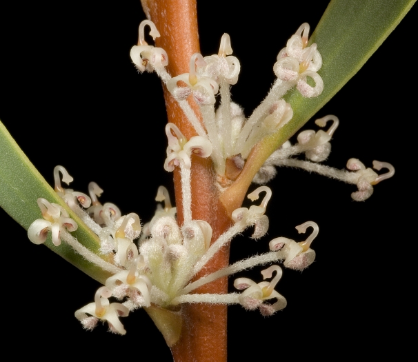 Hakea incrassata image