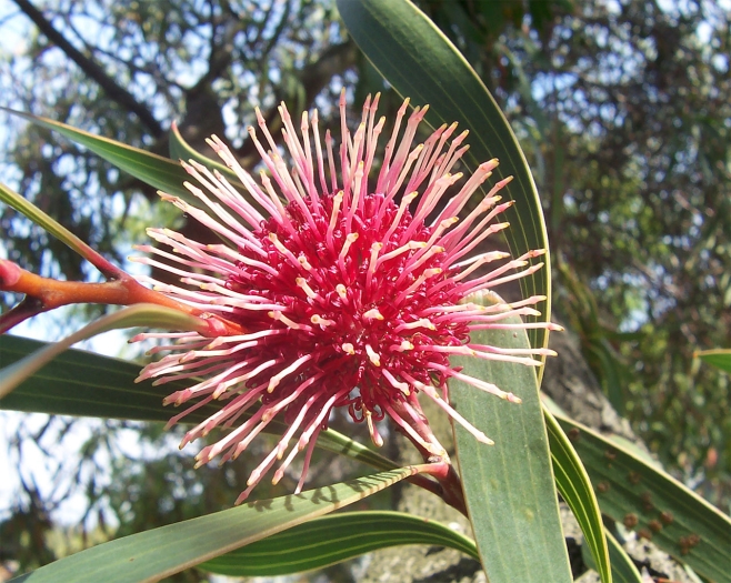 Hakea laurina image