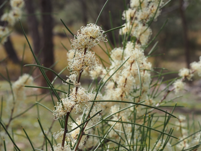 Hakea microcarpa image