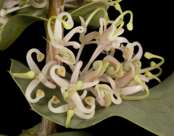 Hakea prostrata image