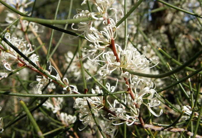 Hakea rostrata image