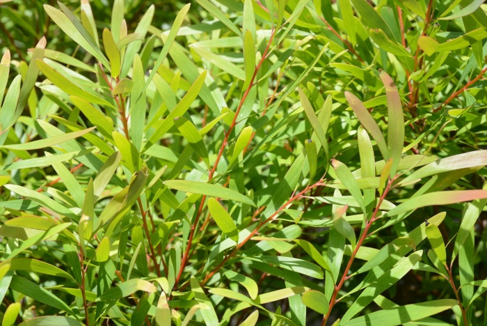 Hakea salicifolia image