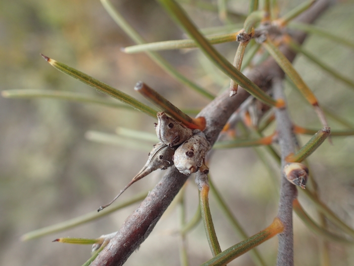 Hakea sulcata image