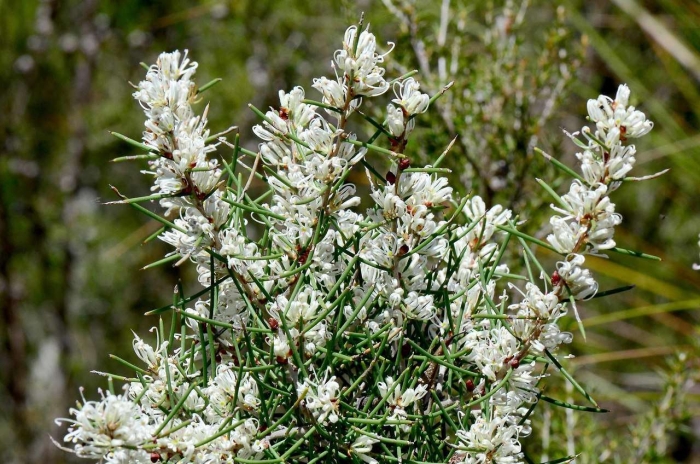 Hakea teretifolia image