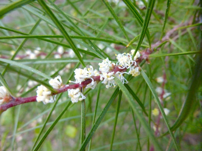 Hakea ulicina image