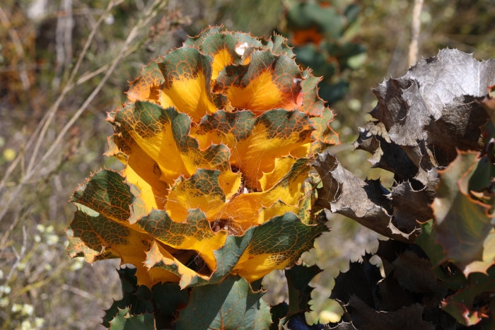 Hakea victoria image