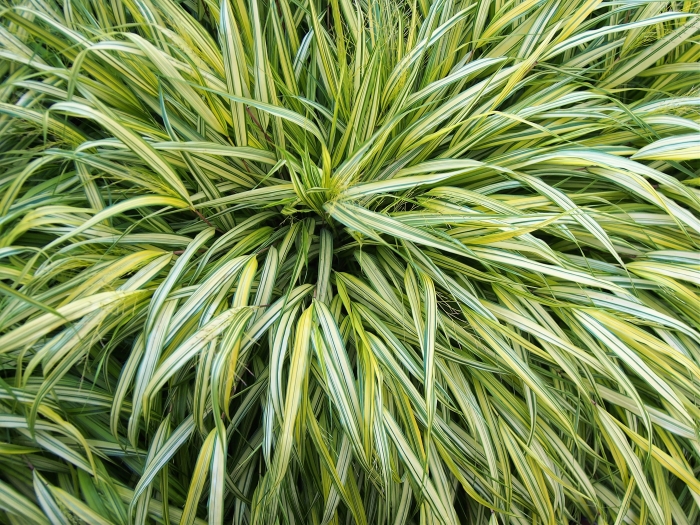 Hakonechloa macra image