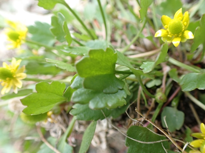 Ranunculus cymbalaria image