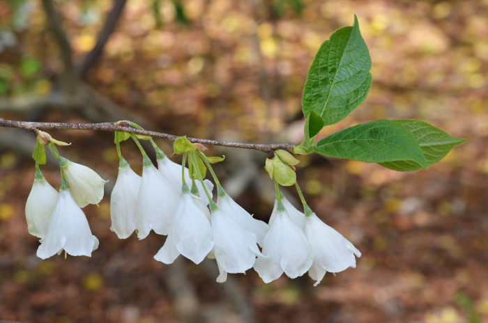 Halesia tetraptera image