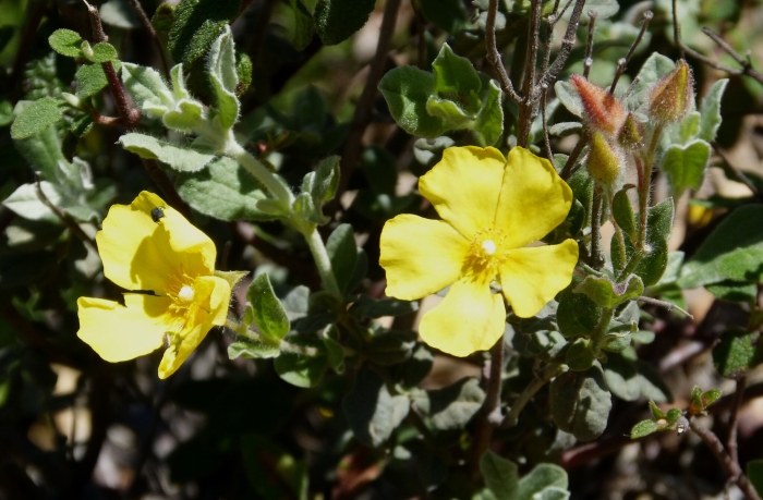 Halimium atriplicifolium image