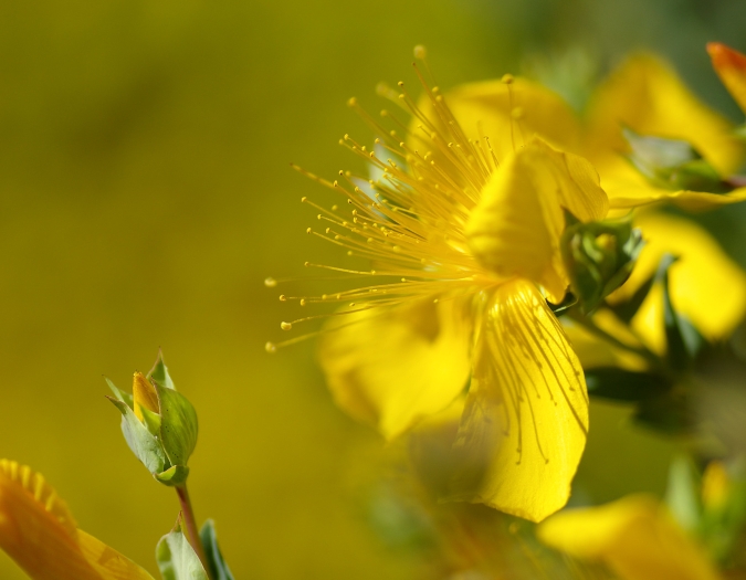 Halimium calycinum image