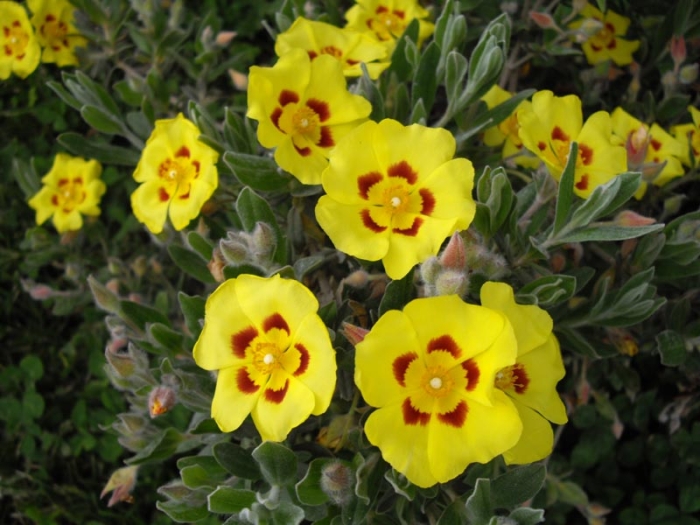 Halimium lasianthum image