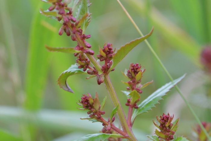 Haloragis erecta image