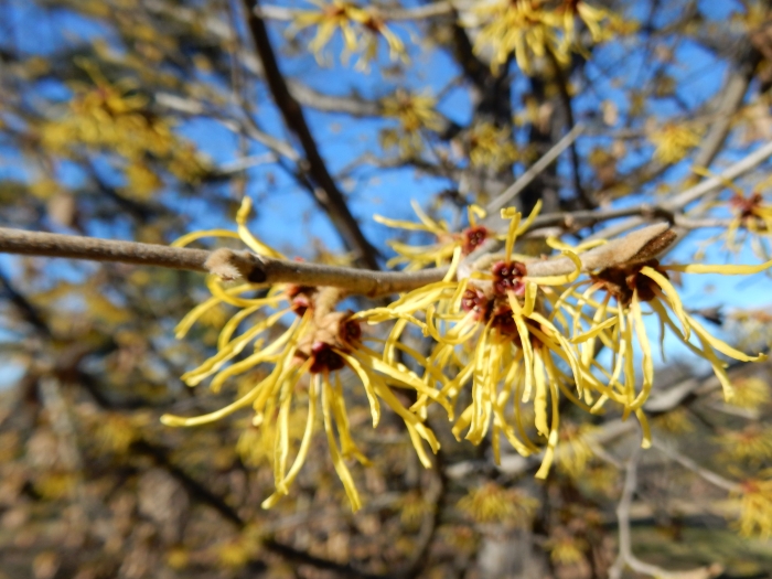 Hamamelis mollis image