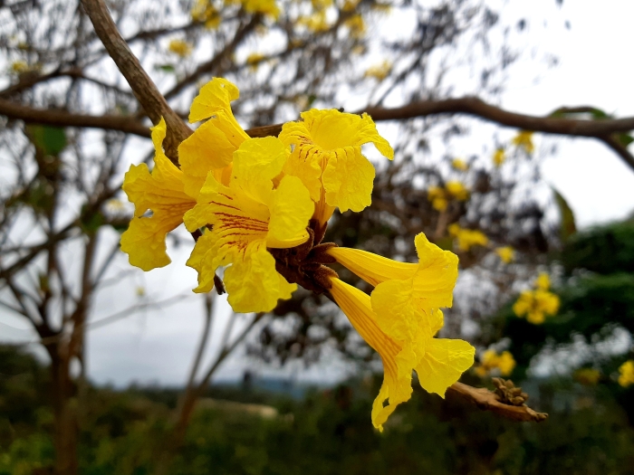 Handroanthus chrysanthus image
