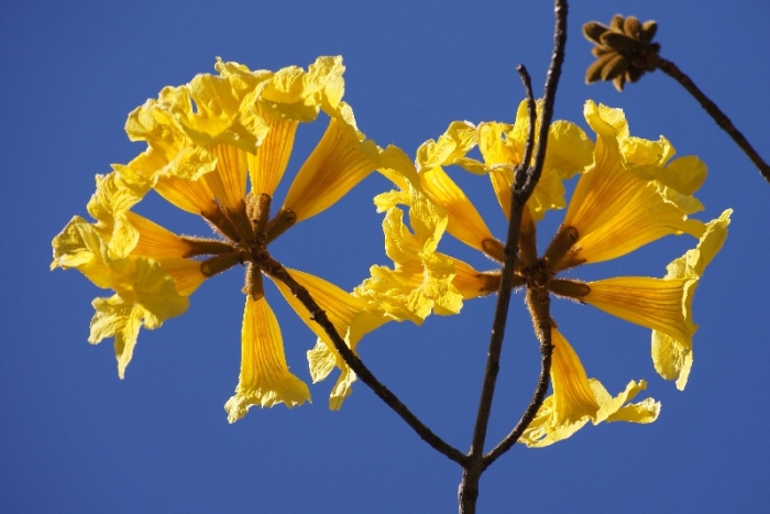 Handroanthus guayacan image