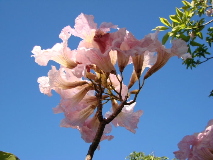 Handroanthus heptaphyllus image