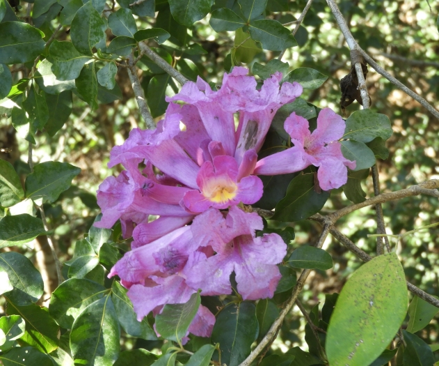 Handroanthus impetiginosum image