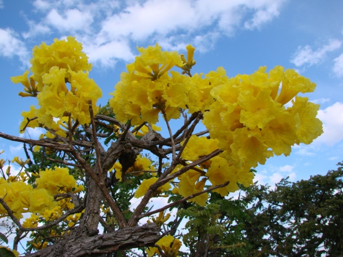 Handroanthus ochraceus image