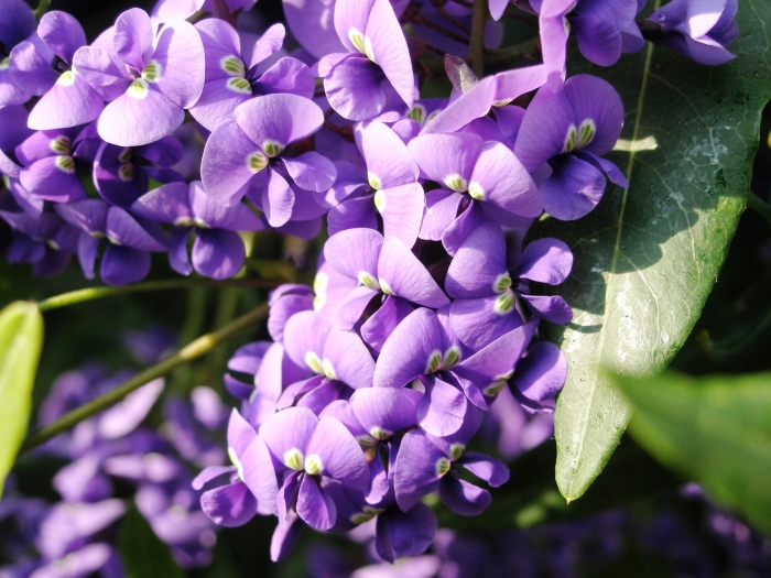 Hardenbergia violacea image