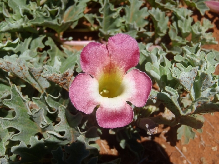 Harpagophytum procumbens image