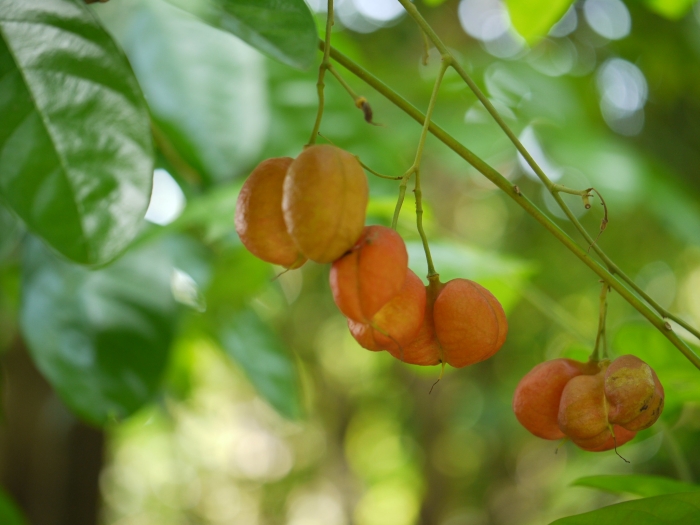 Harpullia arborea image