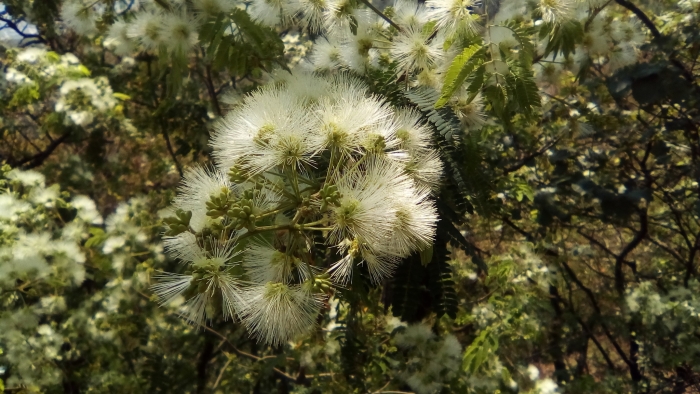 Havardia pallens image