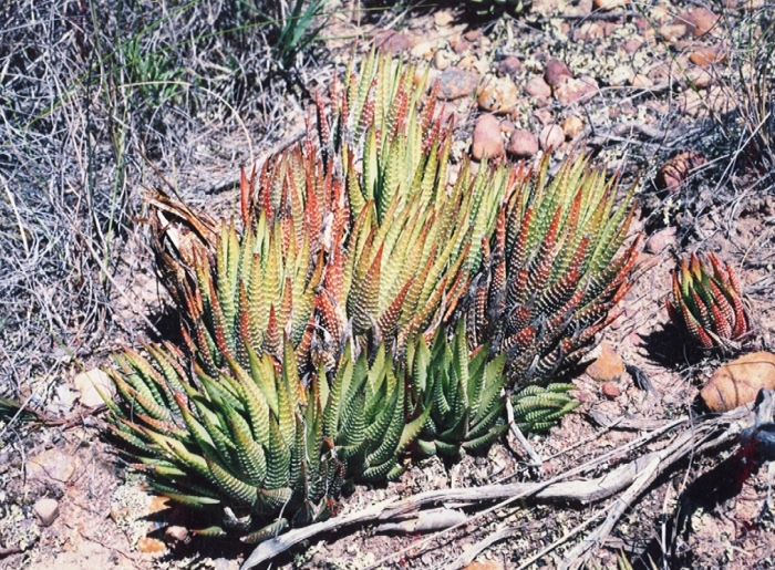 Haworthiopsis fasciata image