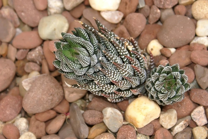 Haworthiopsis reinwardtii image