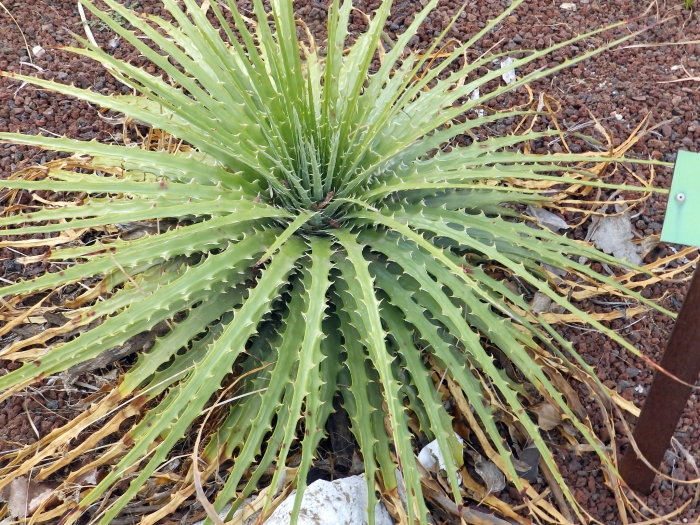 Hechtia texensis image