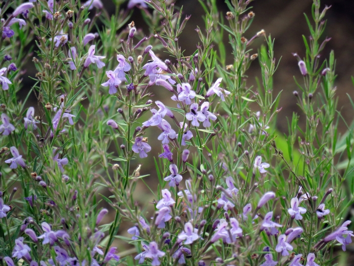 Hedeoma hyssopifolia image