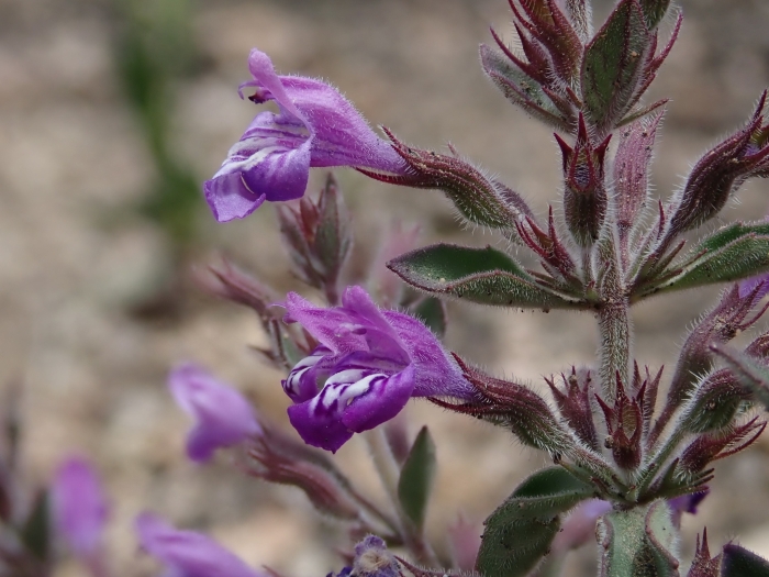 Hedeoma nana image
