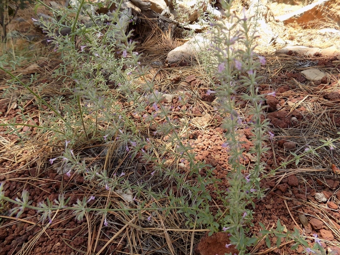 Hedeoma oblongifolia image