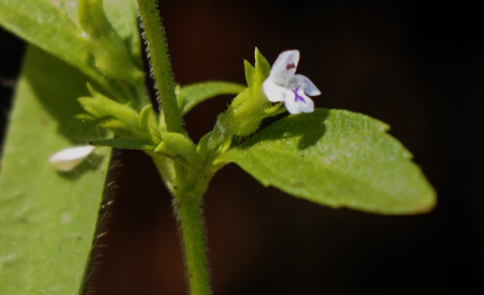 Hedeoma pulegioides image