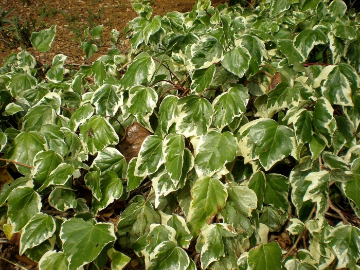 Hedera algeriensis image