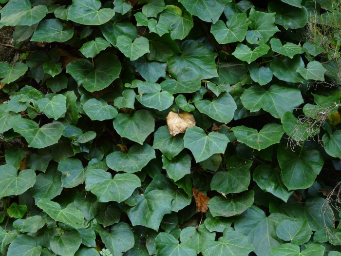 Hedera canariensis image