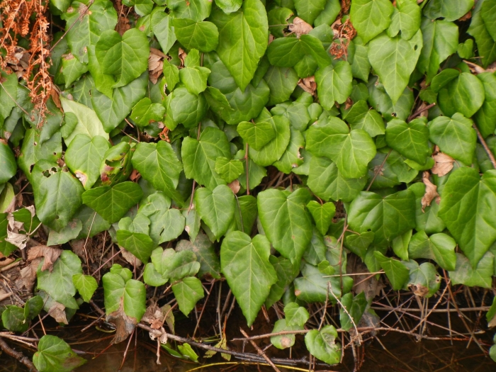 Hedera colchica image