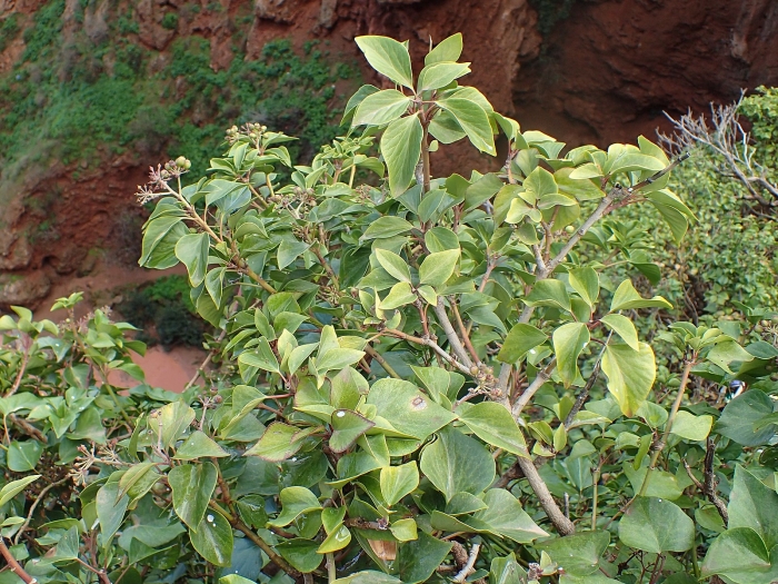 Hedera maroccana image