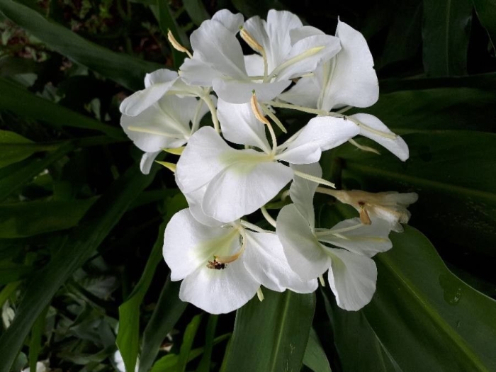 Hedychium coronarium image