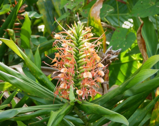Hedychium densiflorum image