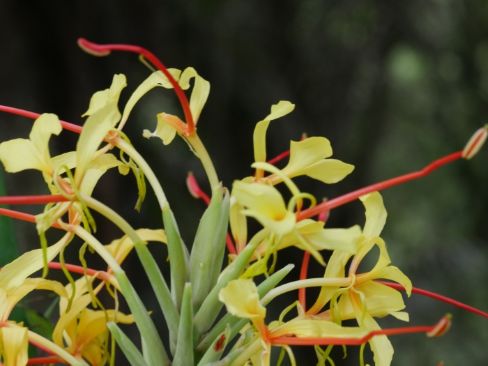 Hedychium gardnerianum image