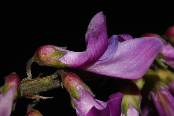 Hedysarum alpinum image