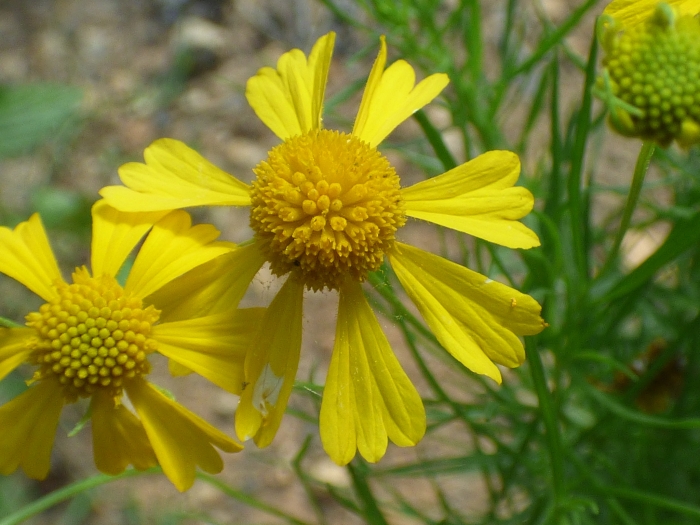 Helenium amarum image
