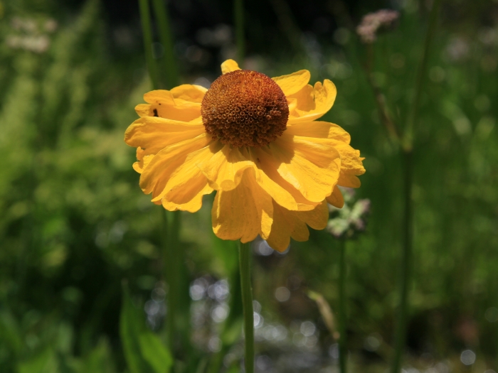 Helenium bigelovii image