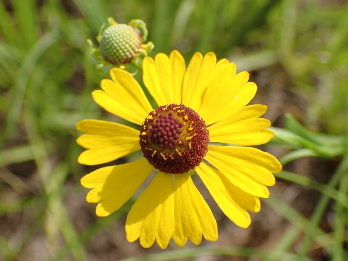 Helenium flexuosum image