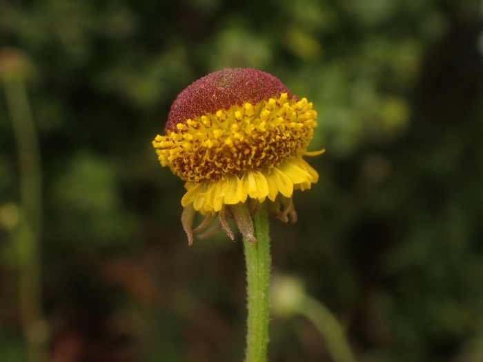 Helenium puberulum image