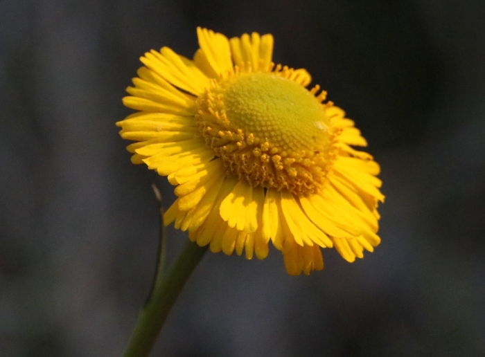 Helenium vernale image