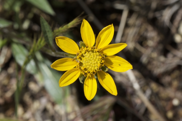 Helianthella californica image