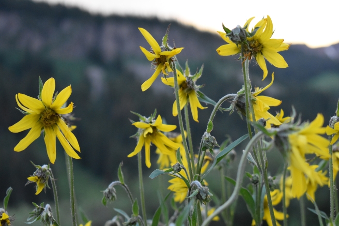 Helianthella quinquenervis image