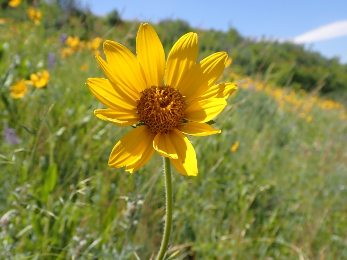 Helianthella uniflora image